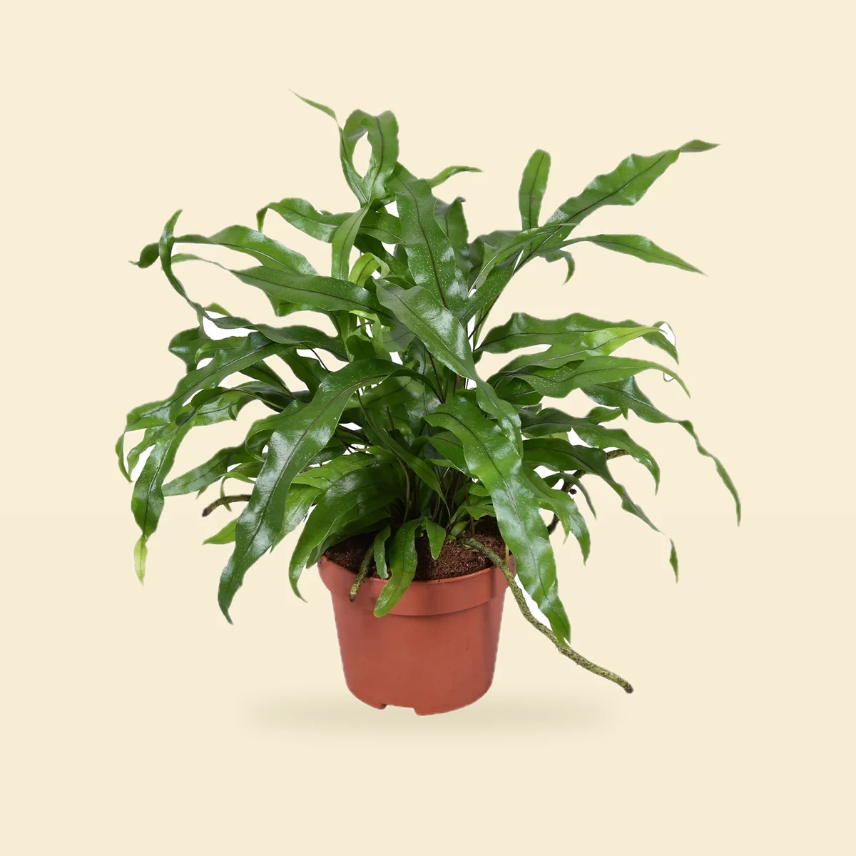 Microsorum diversifolium - Wisząca paproć kangurza