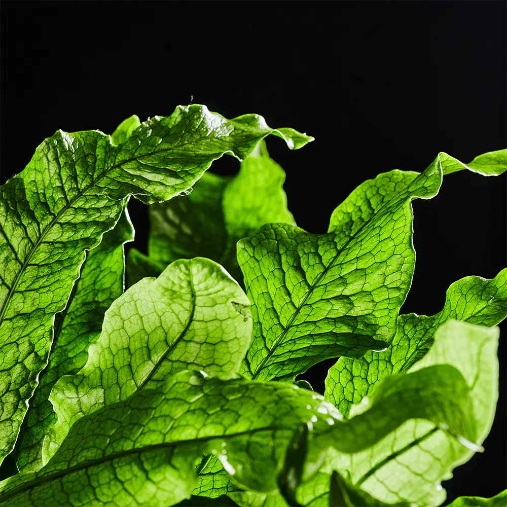 Microsorum musifolium 'Crocodyllus'