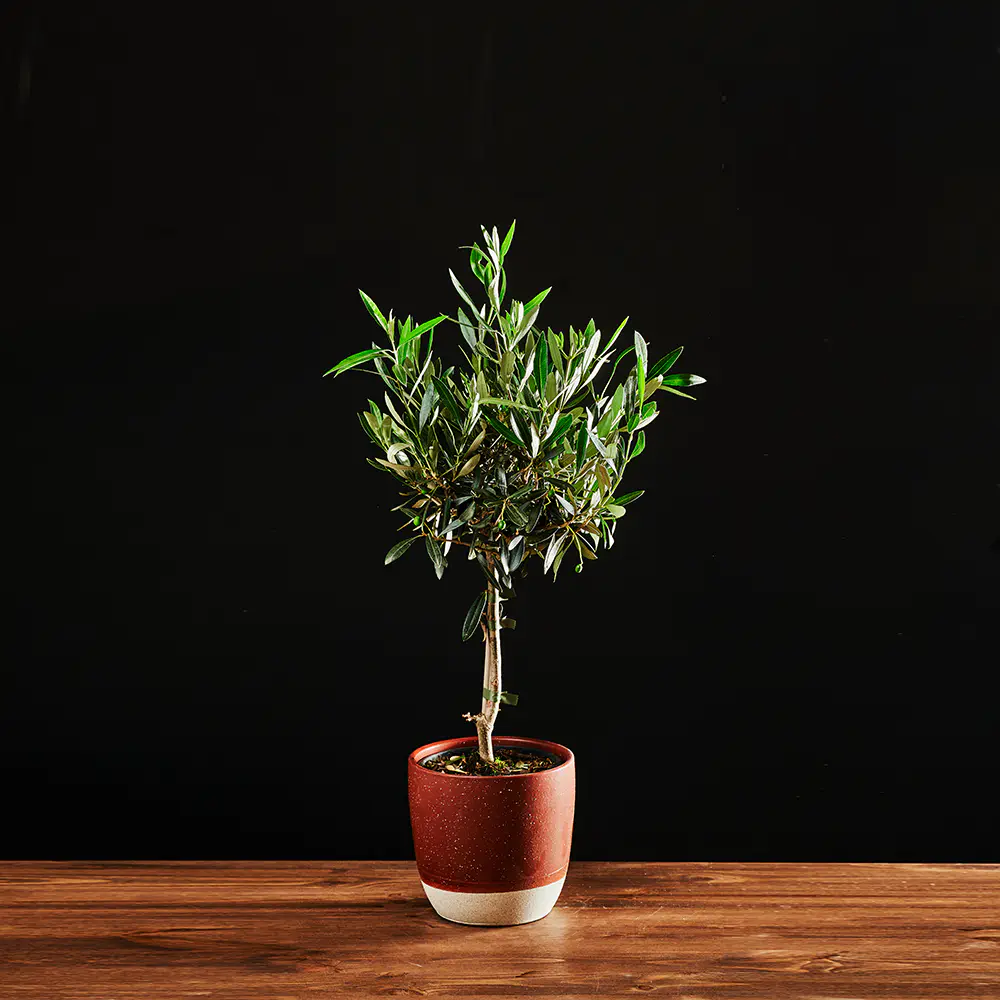 Olea Europea - Oliwka Europejska