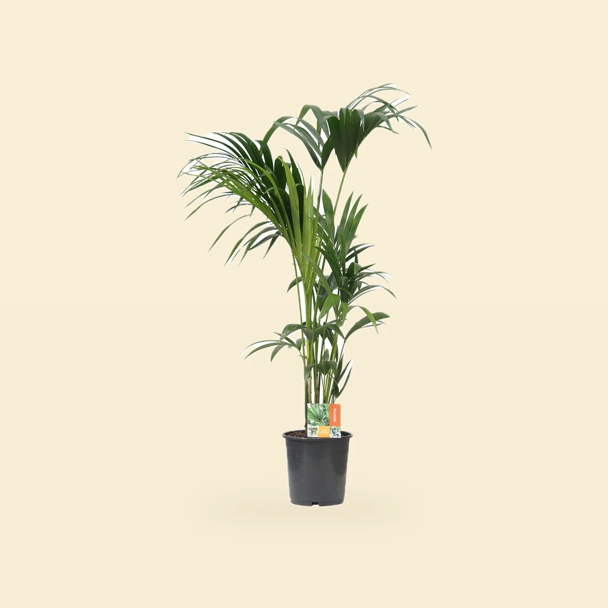 Palma Howea Forsteriana Kentia Bez