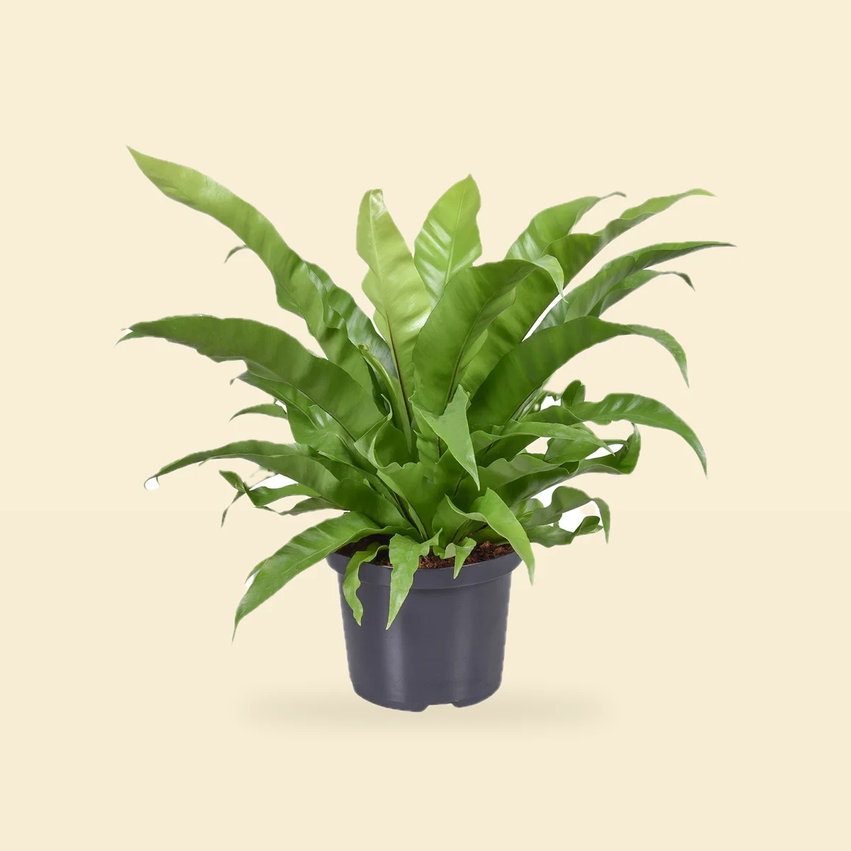 Paproć Asplenium nidus / Zanokcica gwiazdowa 60 cm Ø23 cm
