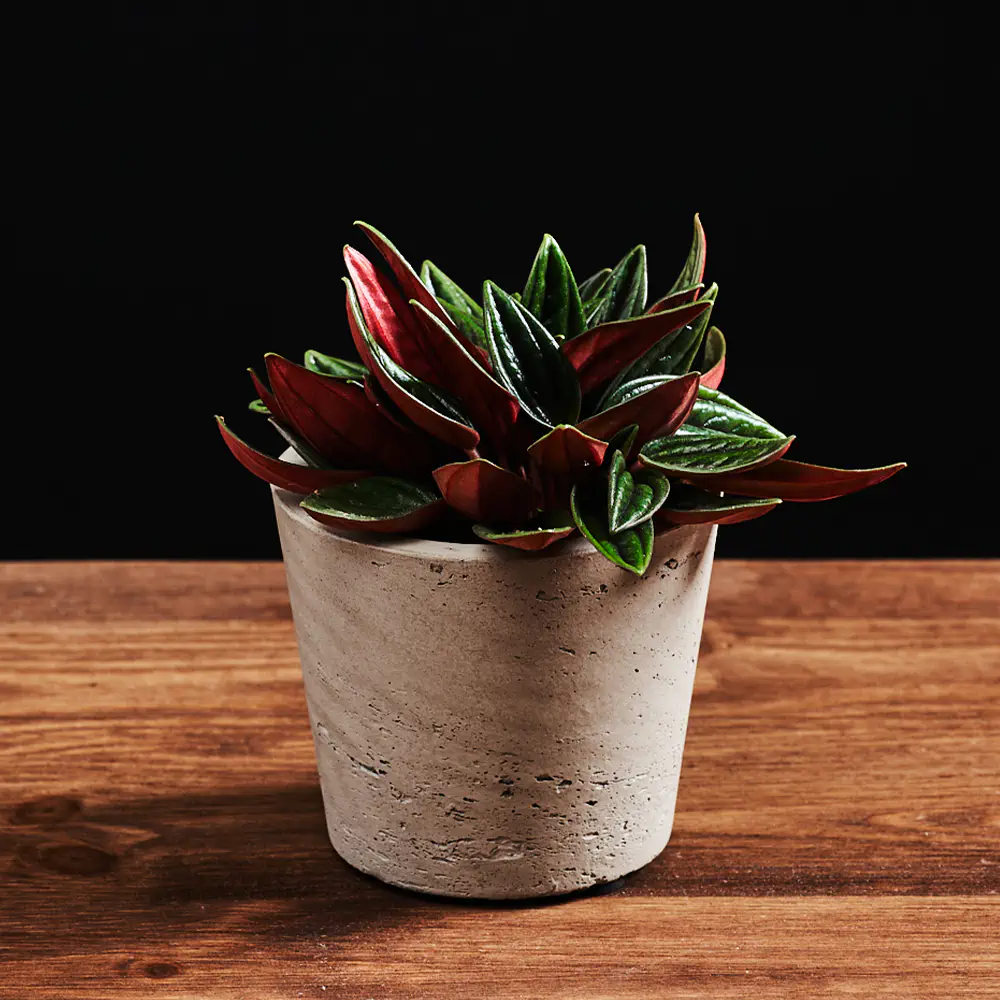 Peperomia caperata 'Rosso' - Peperomia