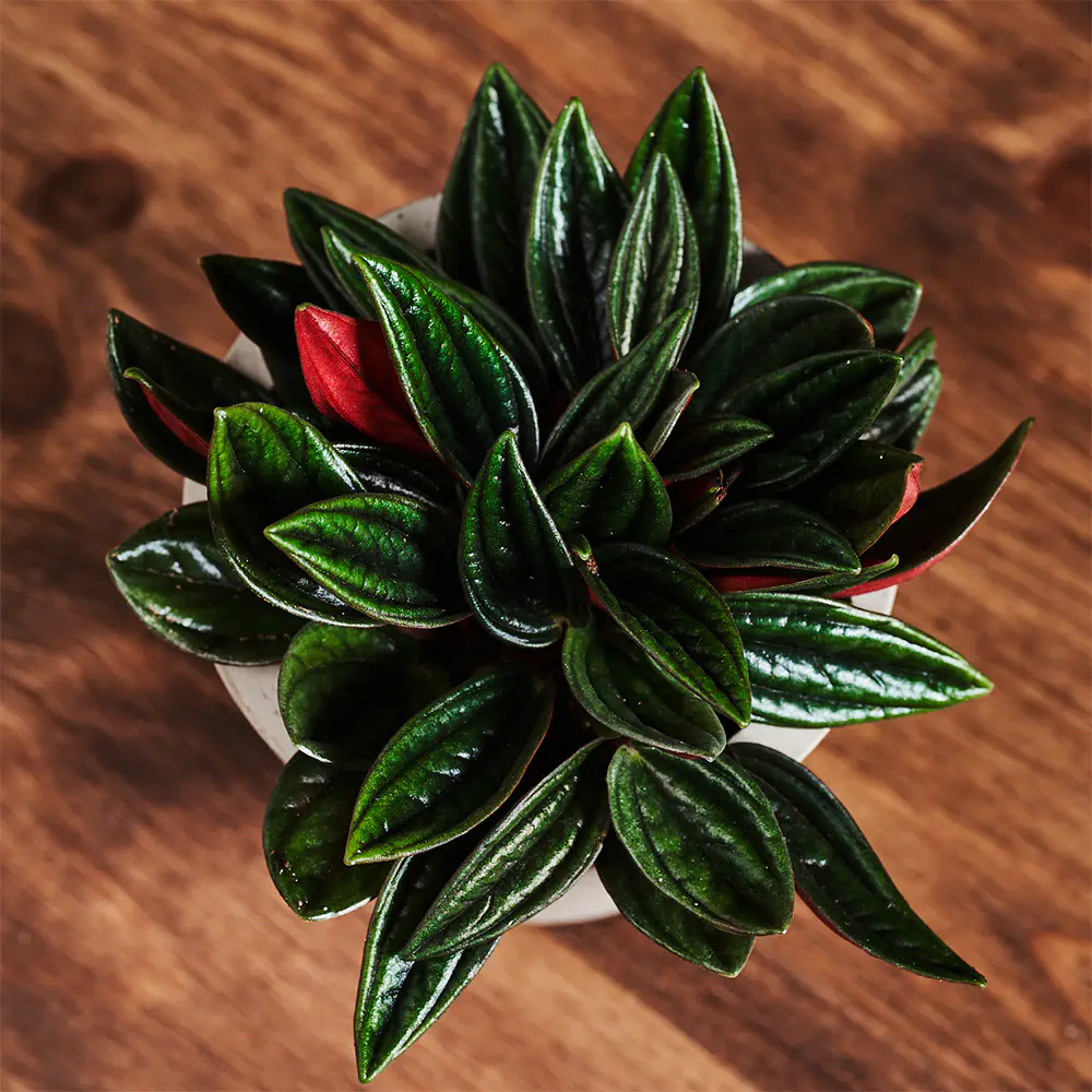 Peperomia caperata 'Rosso' - Peperomia Peperomia caperata 'Rosso' - Peperomia