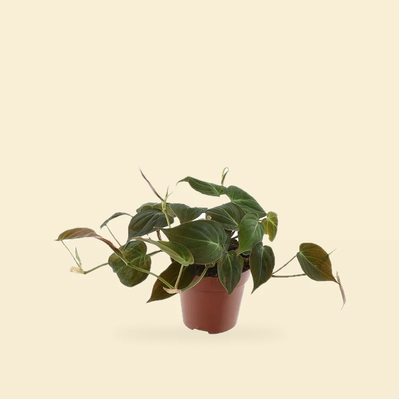 Philodendron hederaceum 'Micans' - Filodendron sercolistny