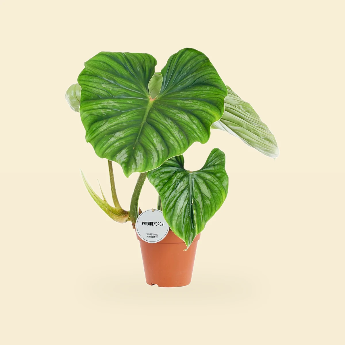 Philodendron Plowmanii Bez