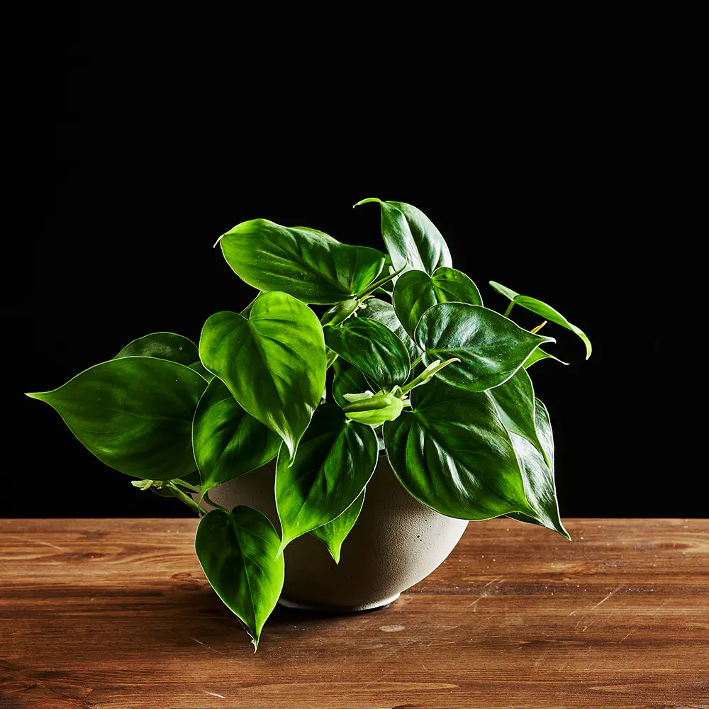 Philodendron scand Philodendron scand