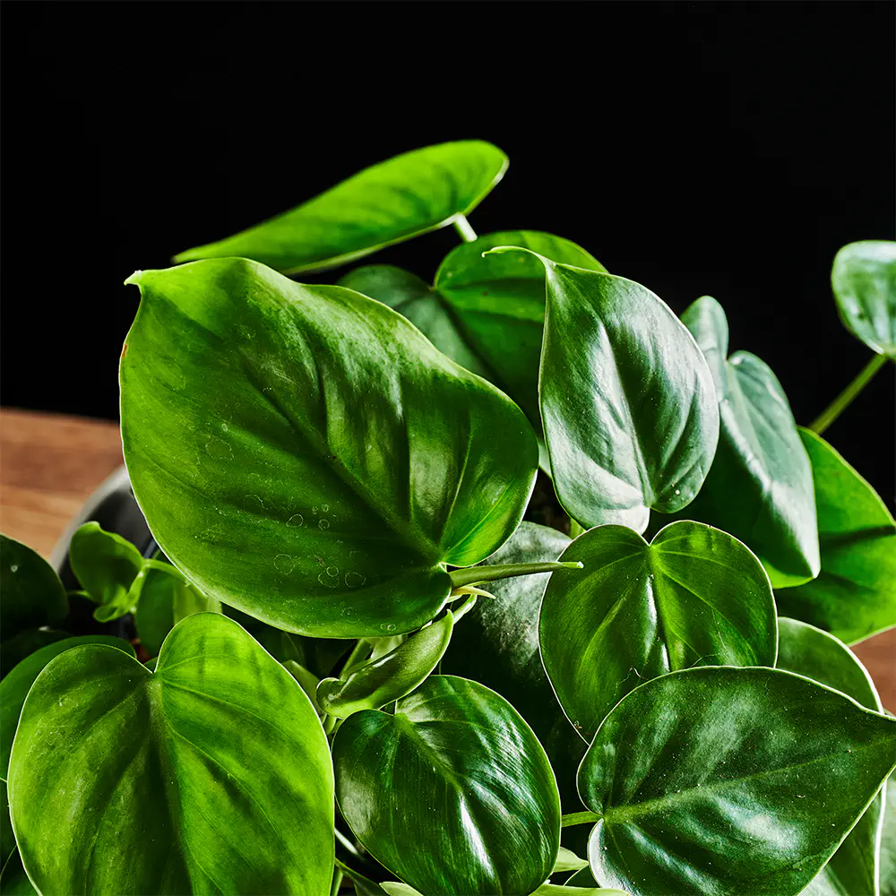 Philodendron scand
