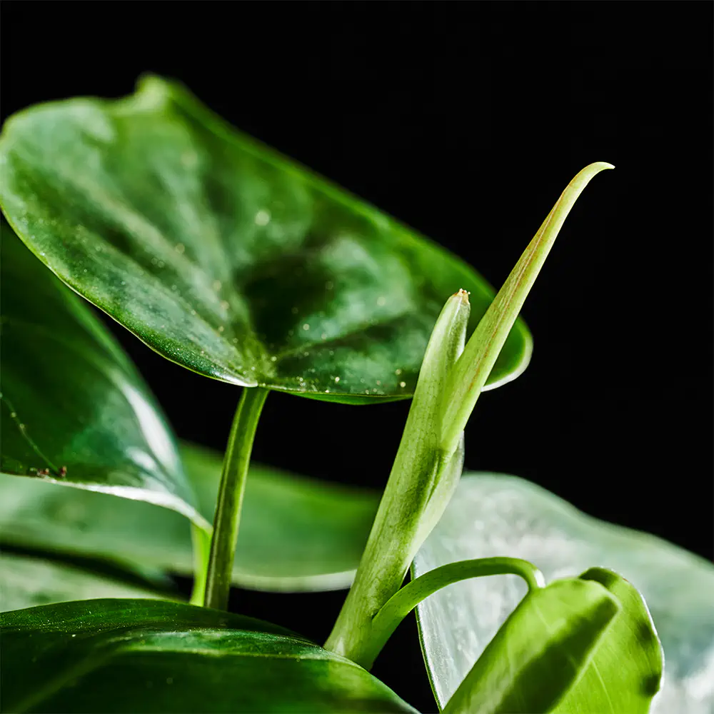 Philodendron scand