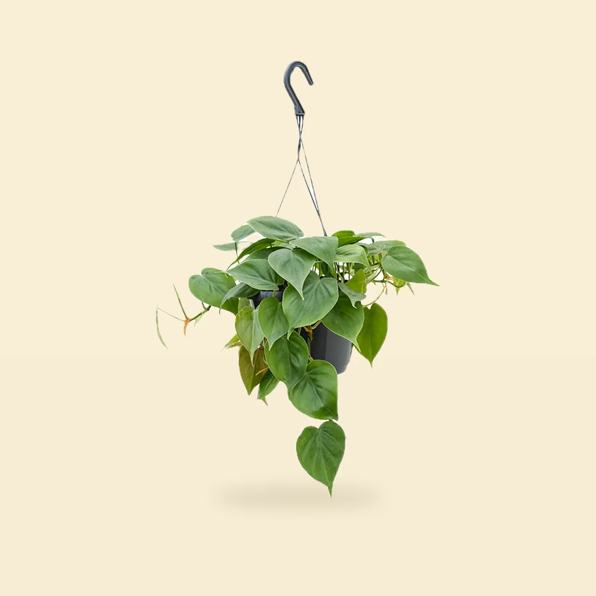Philodendron scandens - Filodendron sercolistny 40 cm Ø15 cm