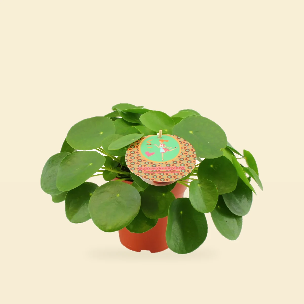 Pilea peperomioides - Pieniążek