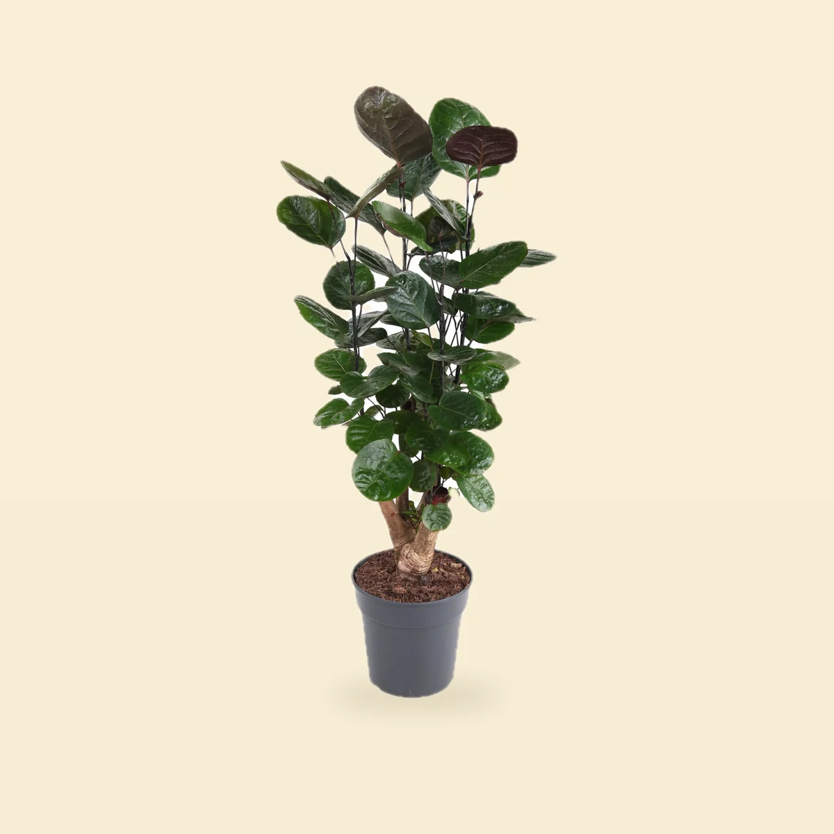 Polyscias scutellaria 'Fabian'