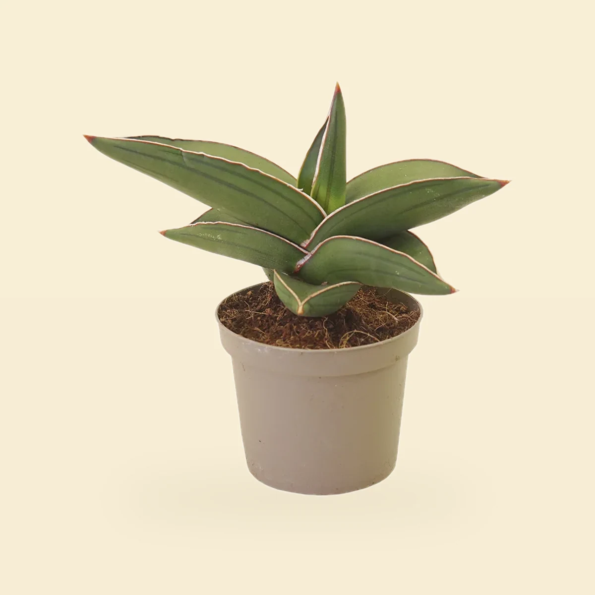 Sansevieria Ehrenbergii Samurai Jezyki Tesciowej Sanseweria Bez