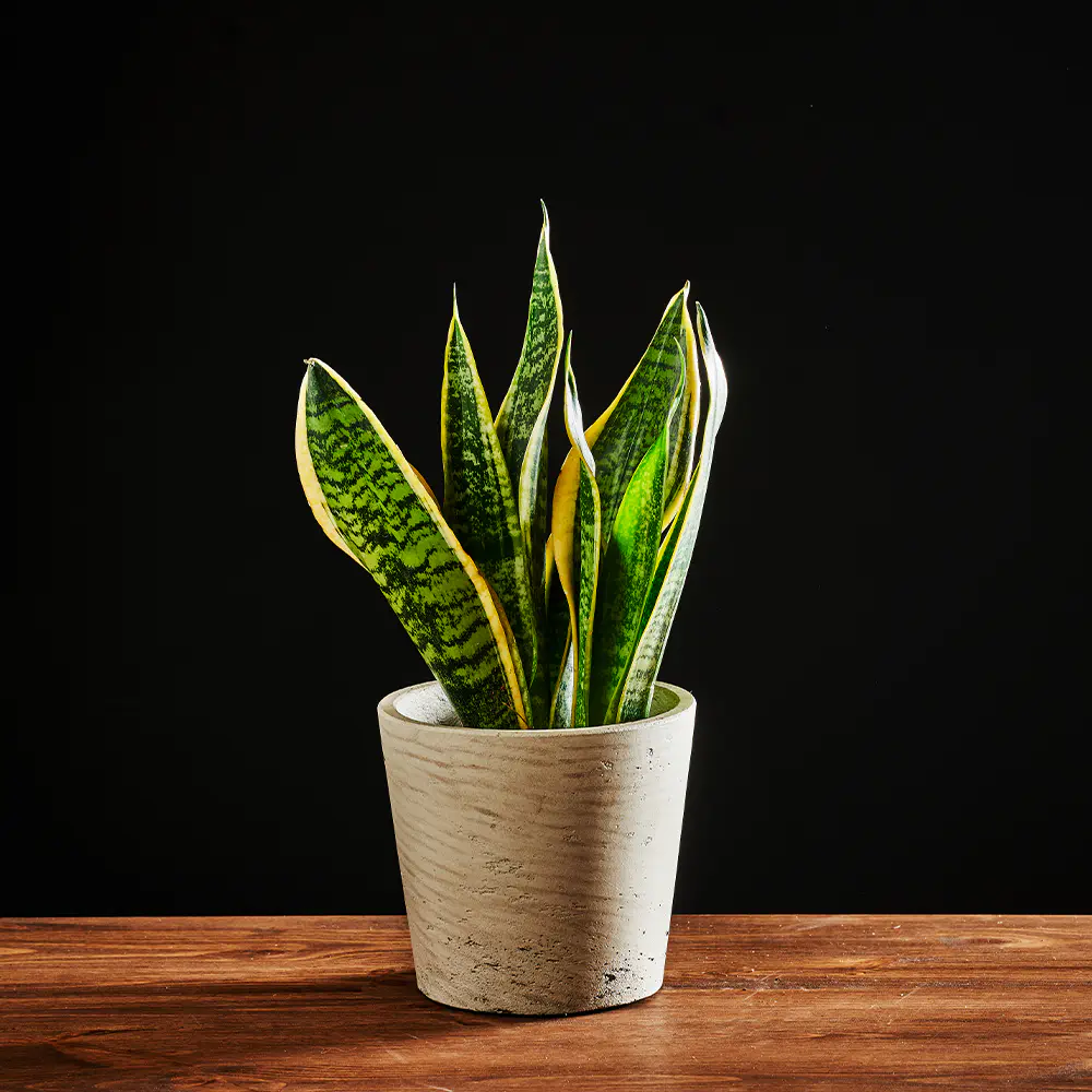 Sansevieria trifasciata 'Futura Superba'
