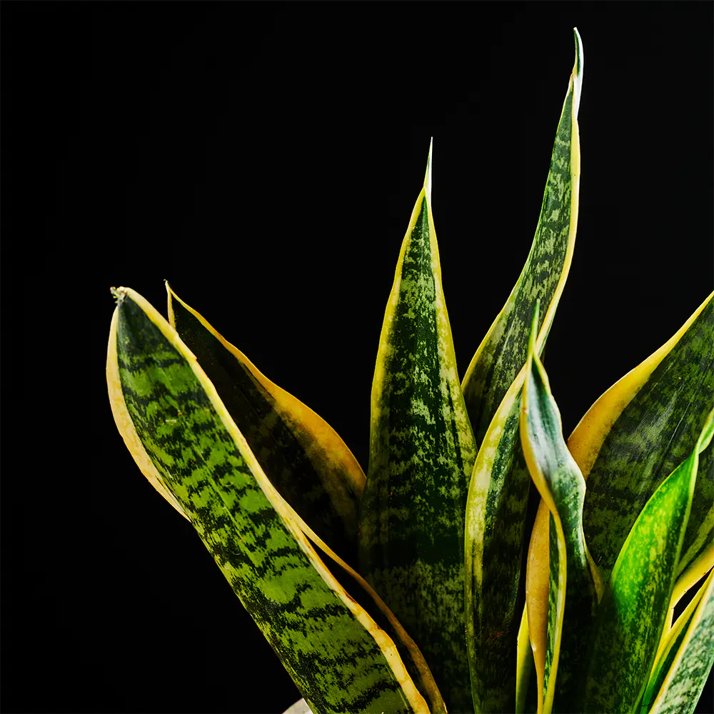 Sansevieria trifasciata 'Futura Superba'