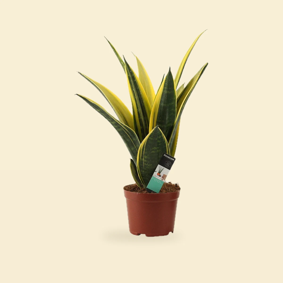 Sansevieria trifasciata 'Golden Flame' - Sansewieria