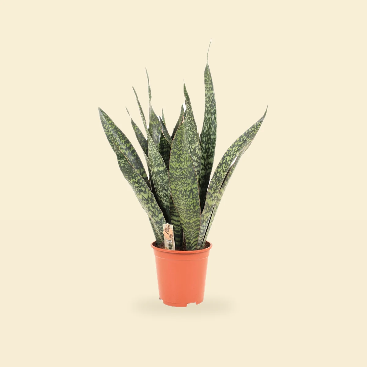 Sansevieria trifasciata 'Jamaiquina' - Sansevieria