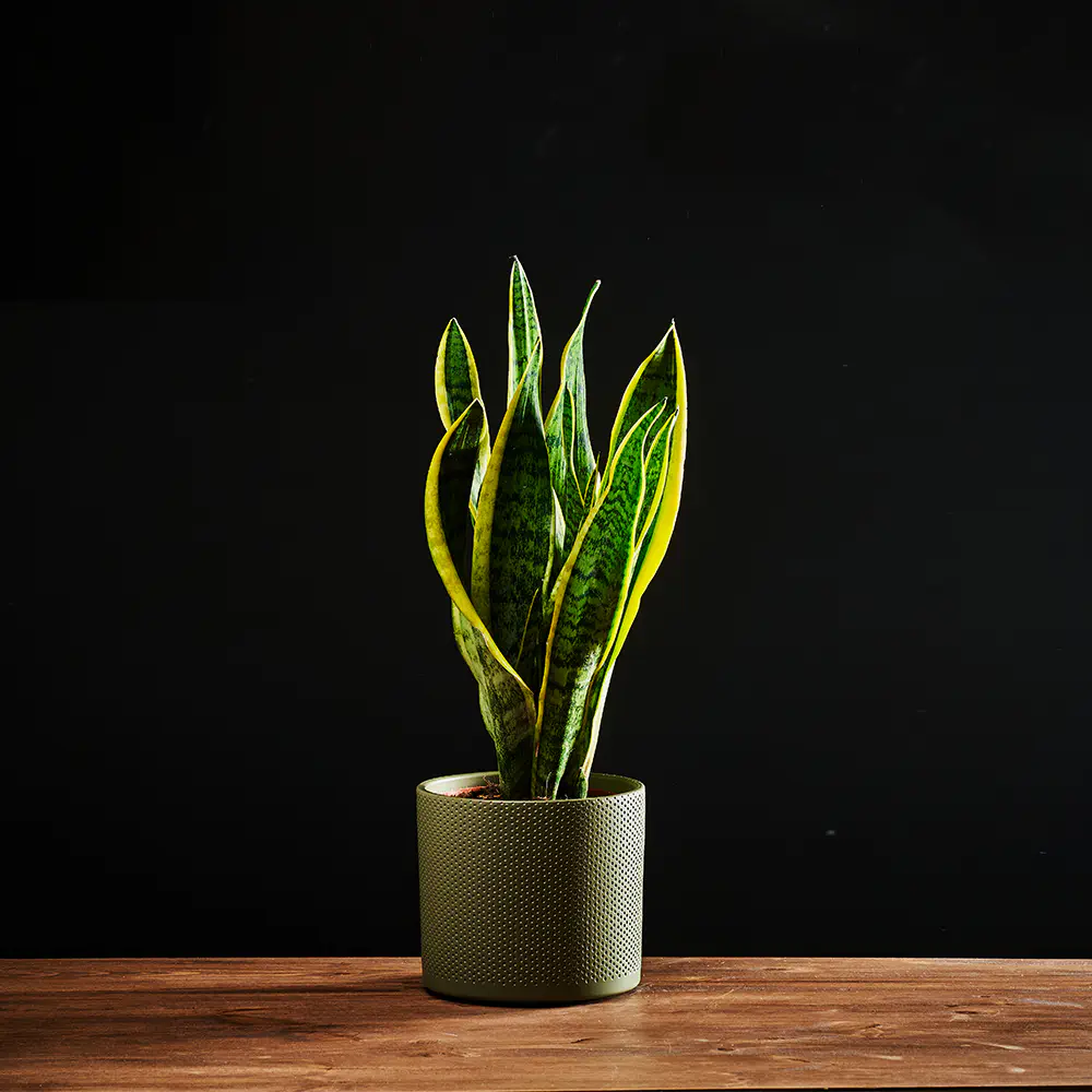 Sanseweria trifasciata 'Laurentii' - Sansevieria