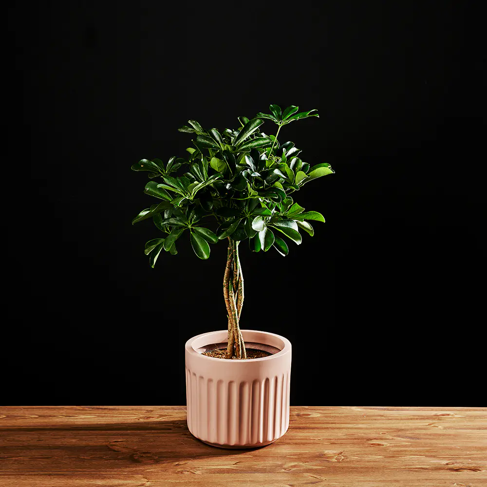 Schefflera arboricola 'Compacta’