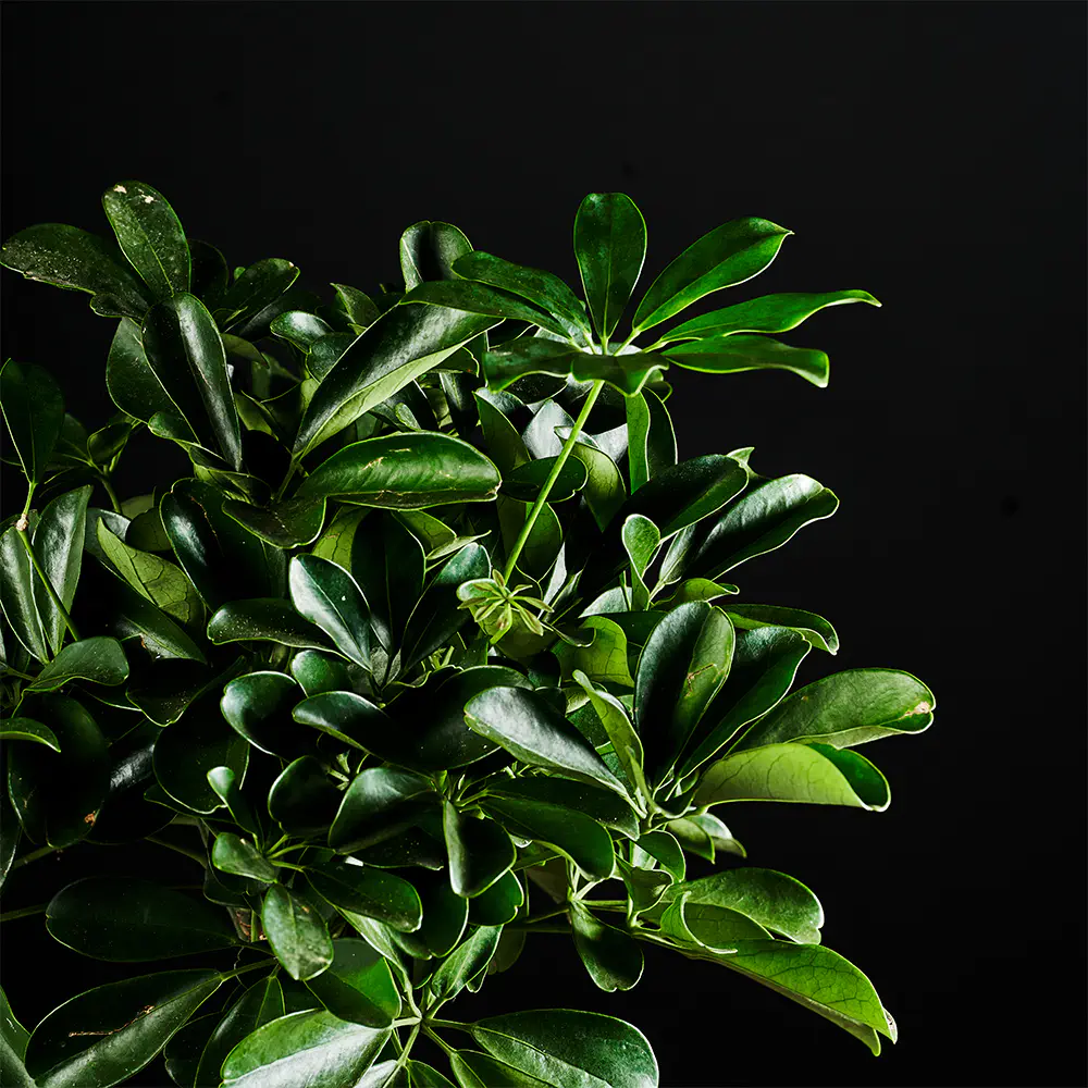 Schefflera arboricola 'Compacta’