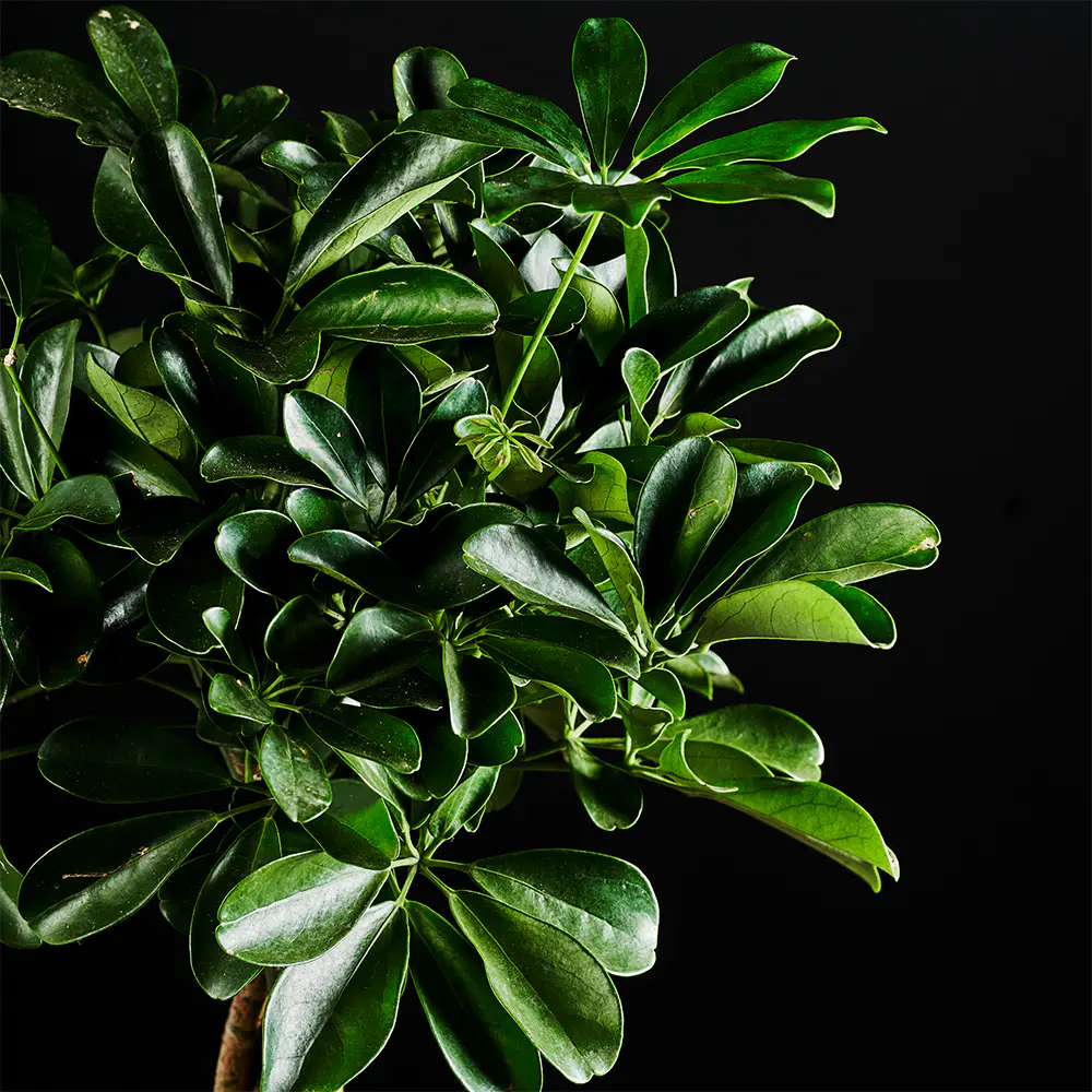 Schefflera arboricola 'Compacta’