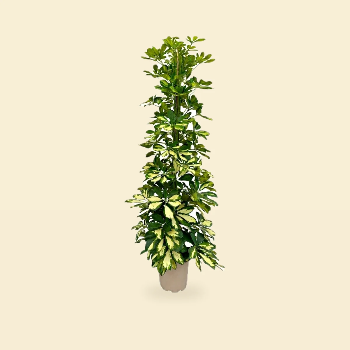 Schefflera arboricola 'Dalton'