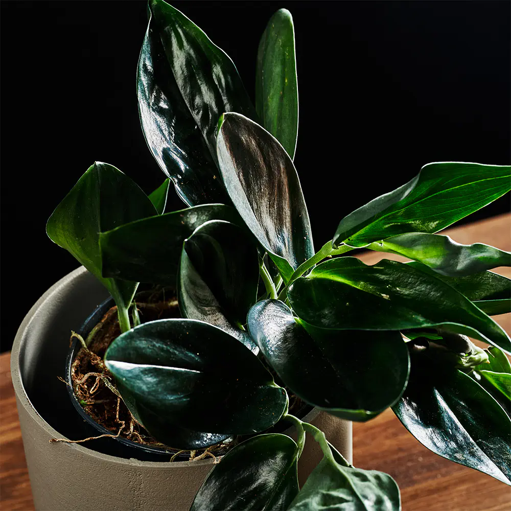 Scindapsus treubii ‘Dark’ Scindapsus treubii ‘Dark’