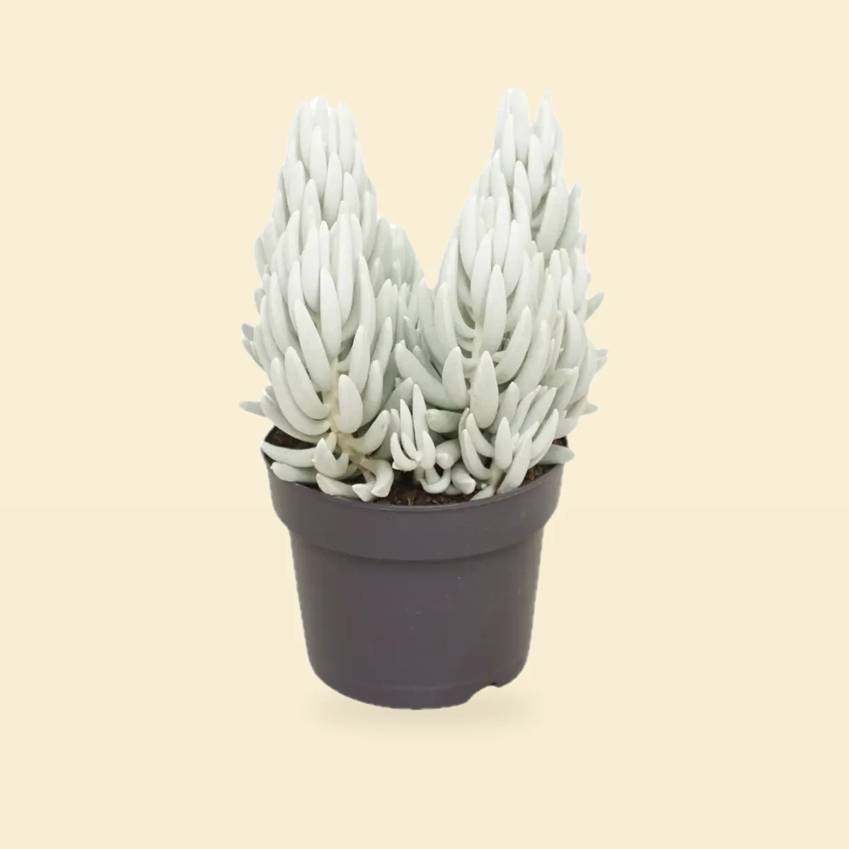 Senecio 'Mont Blanc' 35 cm Ø17 cm