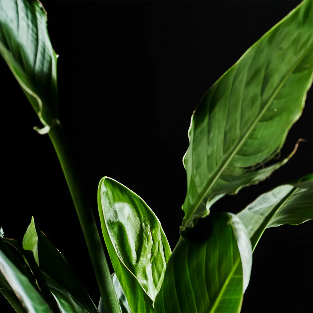 Strelitzia reginae - Strelicja królewska - Pomarańczowy rajski ptak