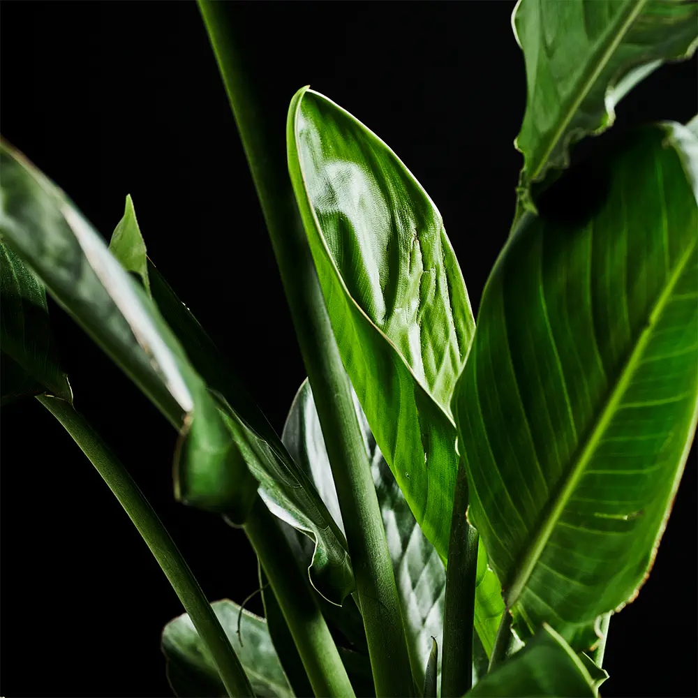 Strelitzia reginae - Strelicja królewska - Pomarańczowy rajski ptak