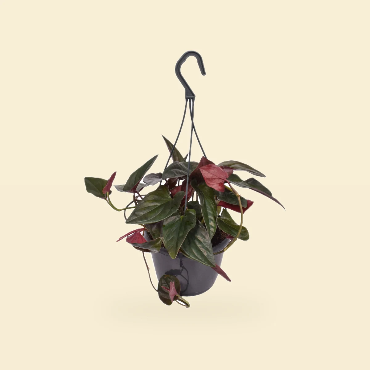 Syngonium Red Arrow Bez