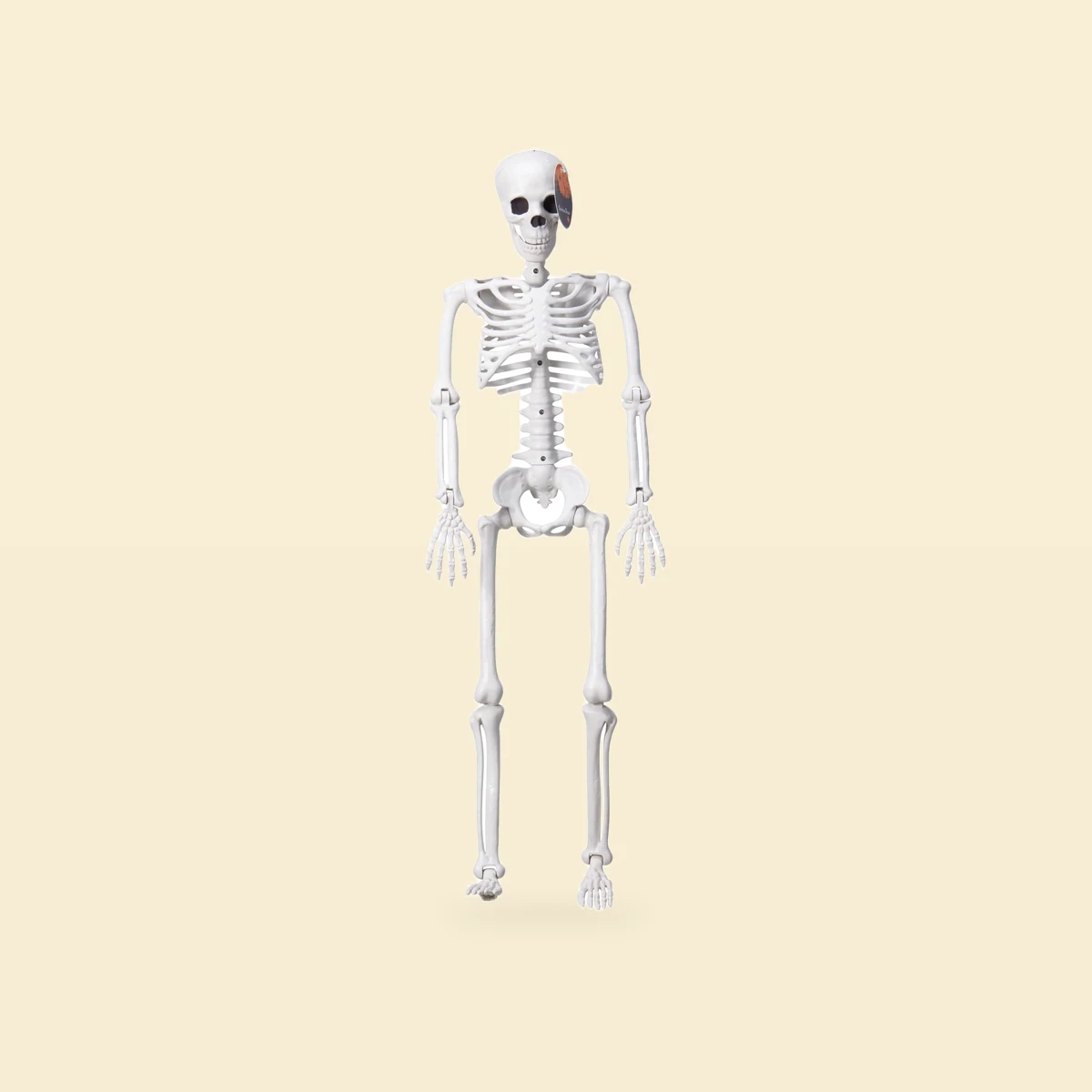 Kościotrup biały szkielet – Halloween Kościotrup biały szkielet – Halloween